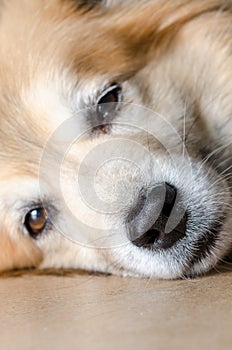 Dog Nose closeup