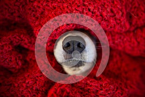 Dog nose covered in knitting red scarf. winter season and cozyness time. funny dog. close up