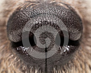 Dog Nose Extreme Closeup