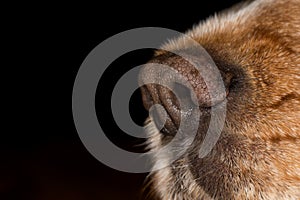 Dog nose macro