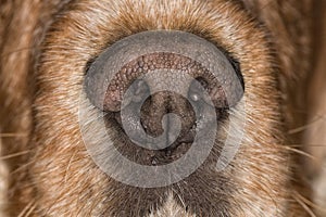 Dog nose macro