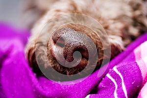 Dog nose macro background 