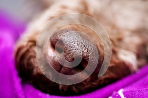 Dog nose macro background 