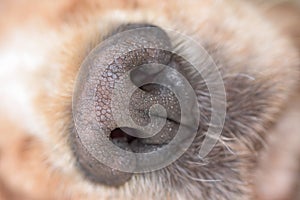 Dog nose macro detail close up