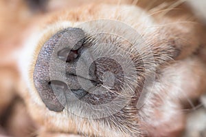 Dog nose macro detail close up