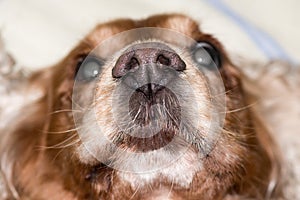 Dog nose macro detail close up