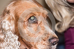 Dog nose macro detail close up