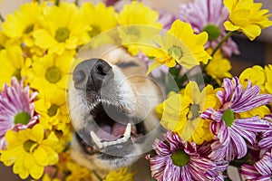 dog nose peeks out of yellow and pink chrysanthemum flowers. dog sneeze in allergy season