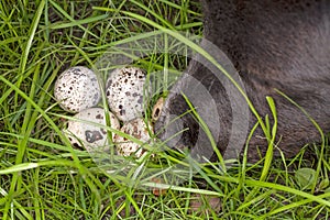 Dog nose and quail eggs