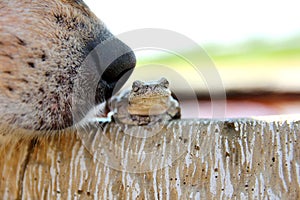 Dog Nose Sniffing Tree Frog Outside