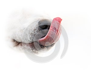 Dog nose and tonge crope image on the white photo