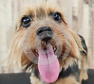 Dog nose and tongue upclose photo