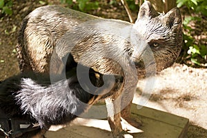 Dog nosing on a Wolf Sculpture photo