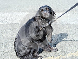 Dog not keen on seeing vet, veterinarian. Refusing, resisting.