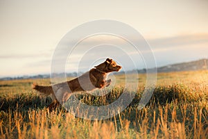 Dog Nova Scotia Duck Tolling Retriever