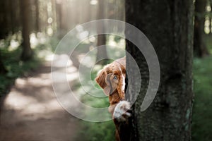 Dog Nova Scotia duck tolling Retriever hiding behind a tree