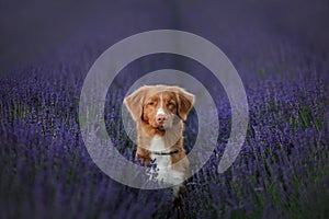 Dog Nova Scotia duck tolling Retriever on lavender field