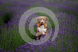 Dog Nova Scotia duck tolling Retriever in lavender. Pet in the summer on the nature in