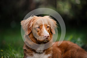 Dog Nova Scotia Duck Tolling Retriever lying in the garden