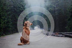 Dog Nova Scotia duck tolling Retriever in the mountains