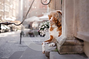 Dog Nova Scotia duck tolling Retriever in old town