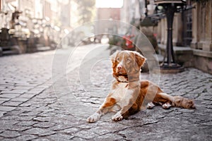 Dog Nova Scotia duck tolling Retriever in old town