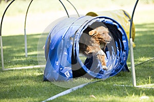 Dog, Nova Scotia duck tolling retriever, running through agility