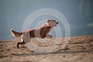 Dog Nova Scotia duck tolling Retriever runs along the sand