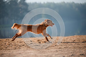 Dog Nova Scotia duck tolling Retriever runs along the sand