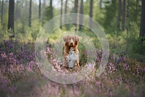 Dog Nova Scotia duck tolling Retriever sitting in the Heather