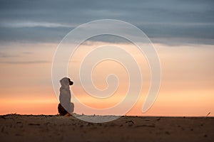 Dog Nova Scotia duck tolling Retriever at sunset