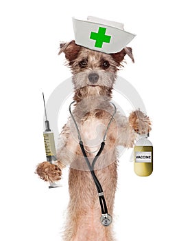 Dog Nurse Shot and Vaccine Bottle photo