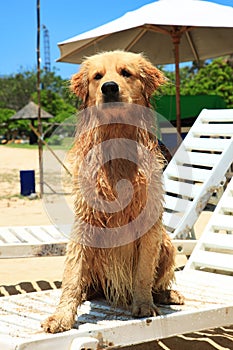 The dog on Nusa Dua Beach