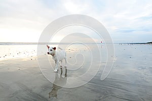 Dog in Nusa Dua beach in Bali
