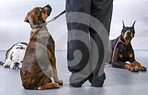 dog obedience class