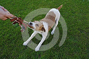 Dog Obedience School