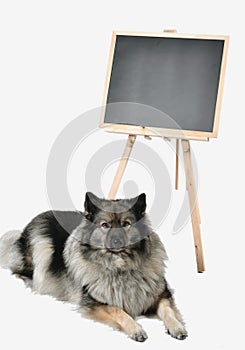 Dog obedience school board school