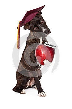 Dog Obedience School Graduate