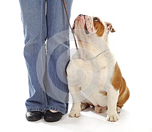 Dog obedience training