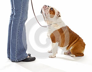 Dog obedience training