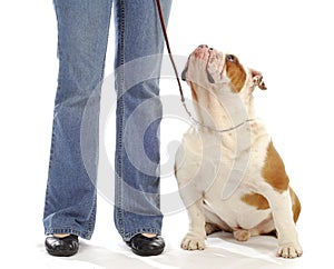 Dog obedience training