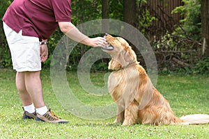 Dog Obedience Training