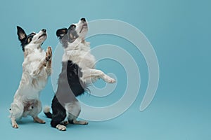 Dog Obedience Training on Blue, Jack Russell and Border Collie Trick Banner, Begging Behaviour