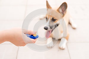 Dog obedience training with clicker