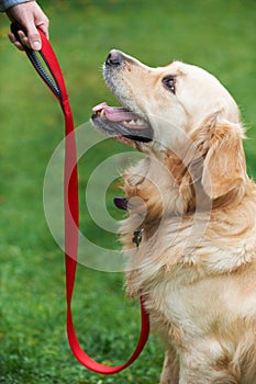 Dog Obedience Training photo
