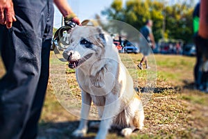 Dog obedience training . Training of working dog . big white dog watchman