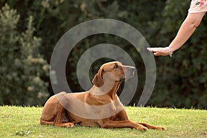 El perro obediente 