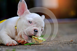 Dog obesity,Young french bulldog white a nibble toys on the cement floor.