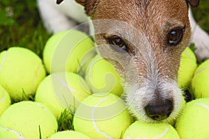 Dog obsessive behavior: dog guarding and hoarding a lot of tennis balls