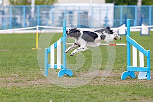 Dog on the obstacle on agility sport competition